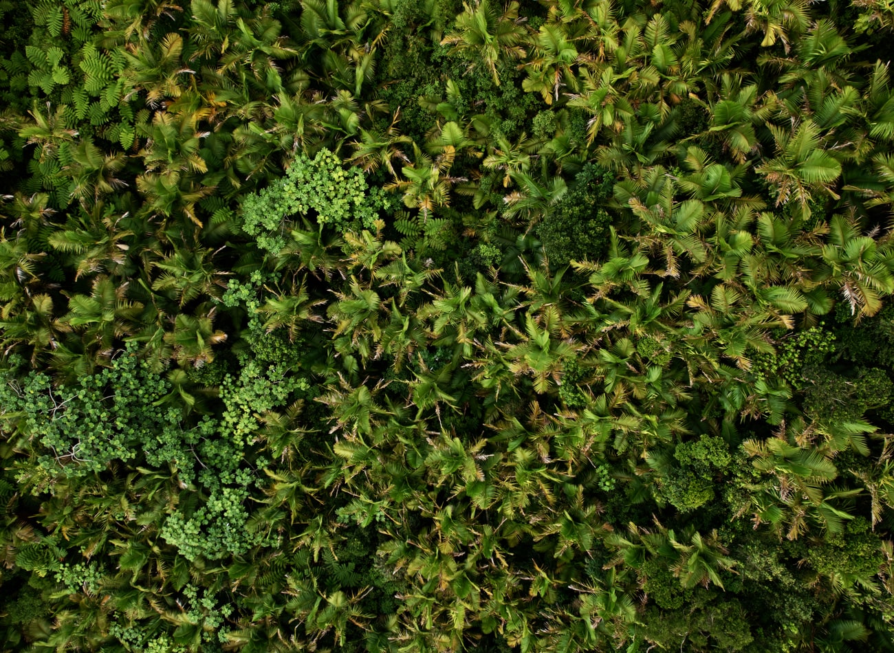 Forest canopy from above