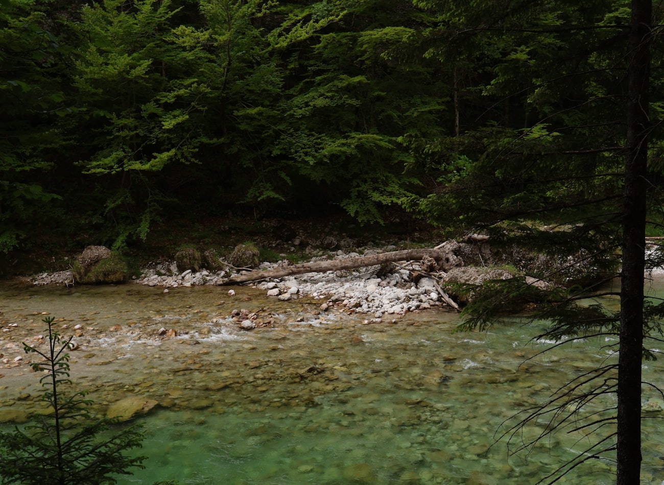 A clear river flowing through dense forest
