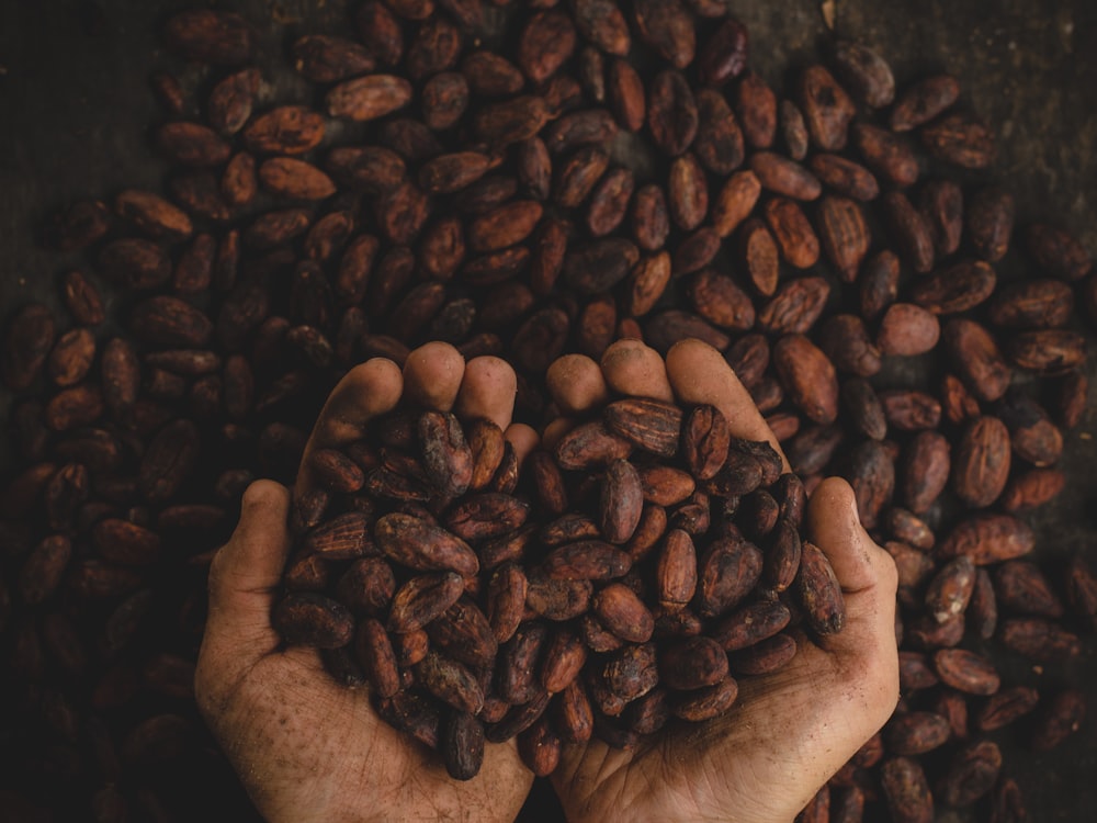 Hands holding a harvest of cocoa beans