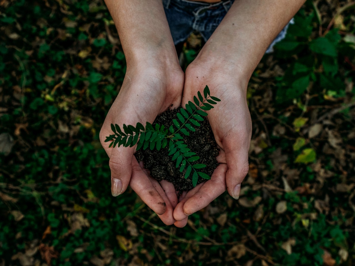 Hands cradling a young seedling ready for planting